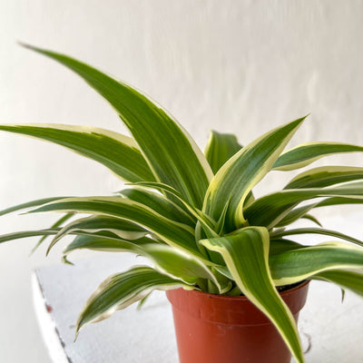 Mini Chlorophytum Comosum Ocean - Spider Plant