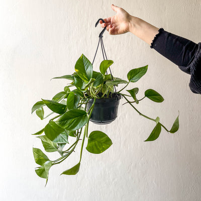 Large Hanging Epipremnum Aureum 'Golden Pothos'