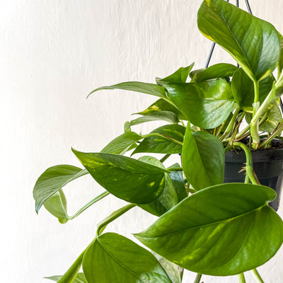 Large Hanging Epipremnum Aureum 'Golden Pothos'