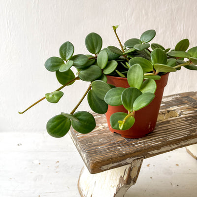 Medium Peperomia 'Hope'