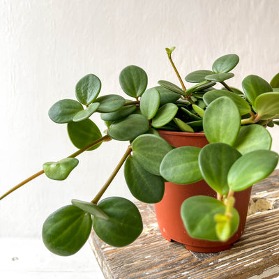 Medium Peperomia 'Hope'