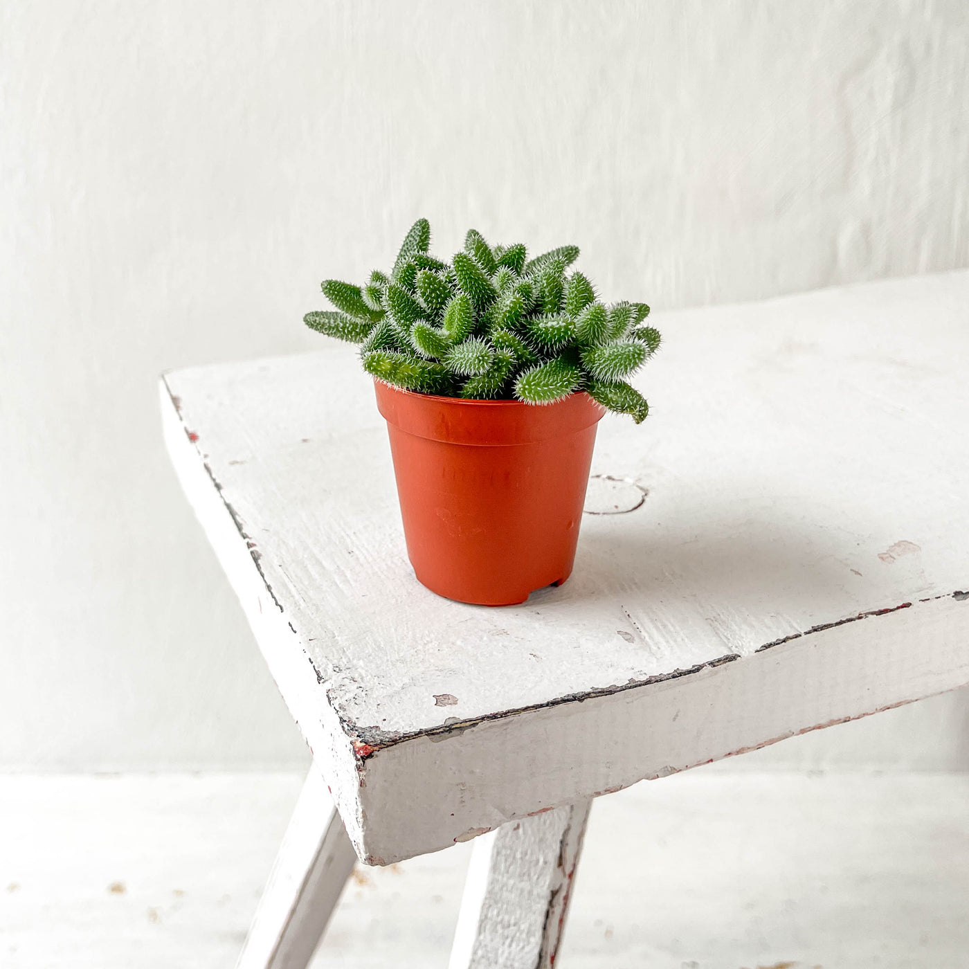 Mini Delosperma Echinatum 'Pickle Plant'