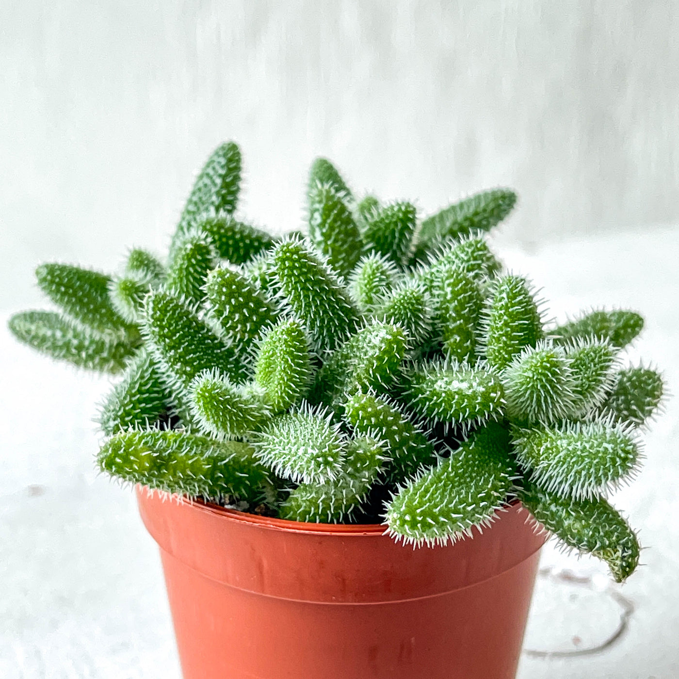 Mini Delosperma Echinatum 'Pickle Plant'