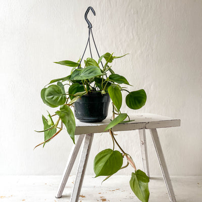 Medium Hanging Philodendron Scandens 'Heart Leaf Plant'