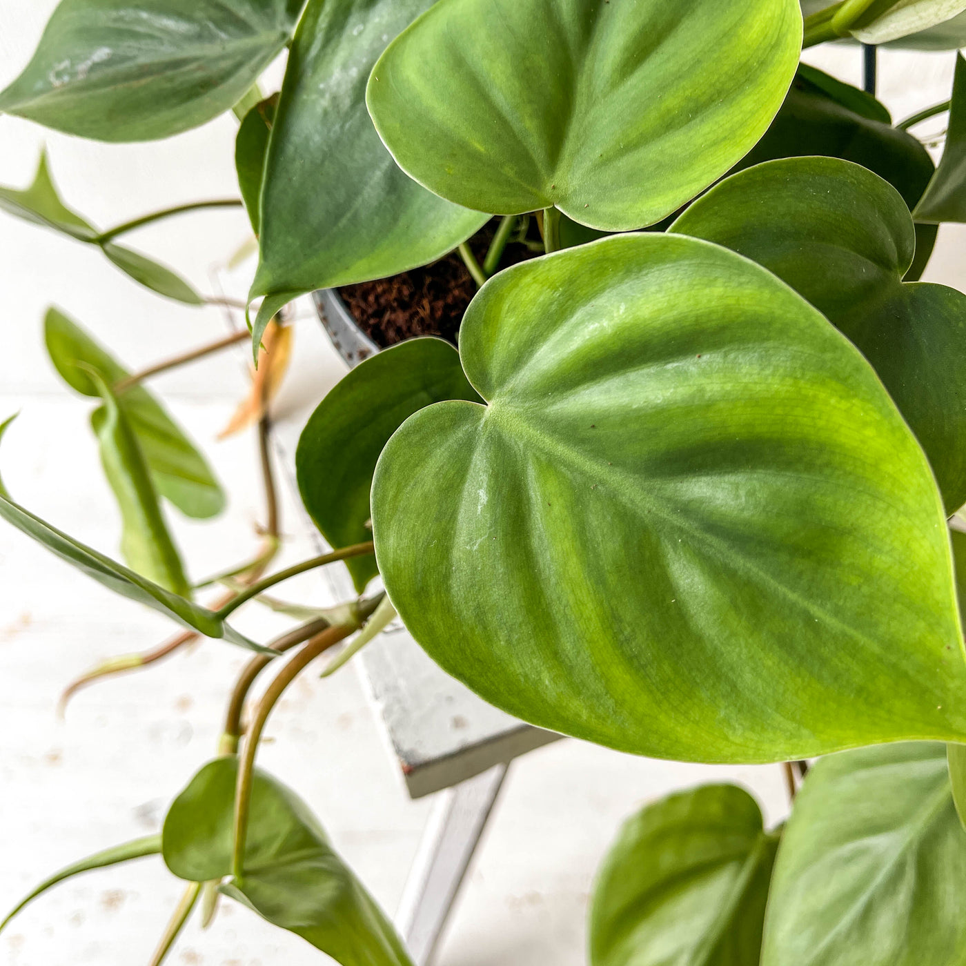 Medium Hanging Philodendron Scandens 'Heart Leaf Plant'