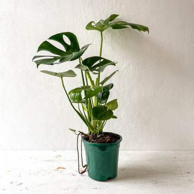 Large Monstera Deliciosa 'Swiss Cheese Plant'