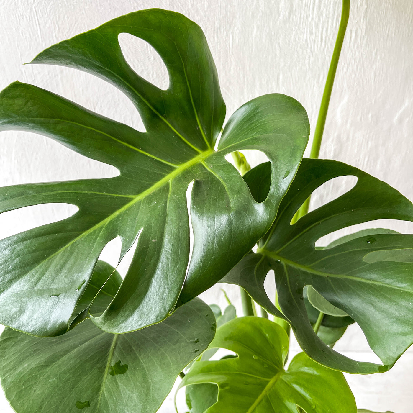 Large Monstera Deliciosa 'Swiss Cheese Plant'