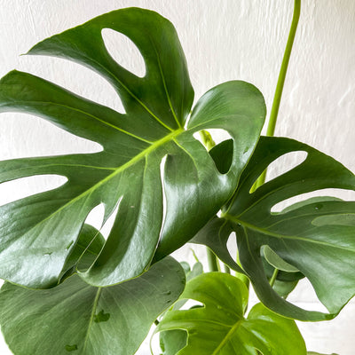 Large Monstera Deliciosa 'Swiss Cheese Plant'