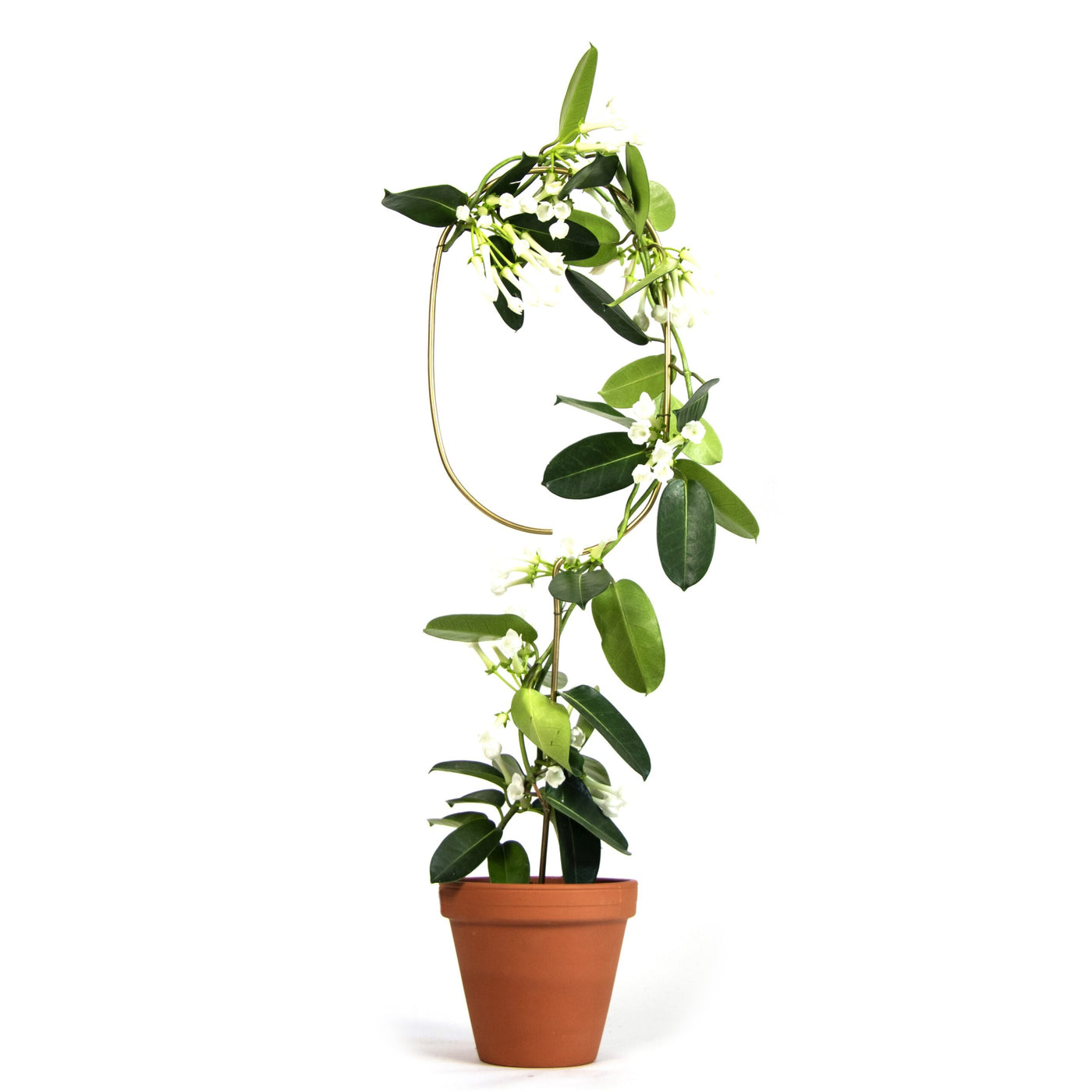 Golden Plant Stake - Arch