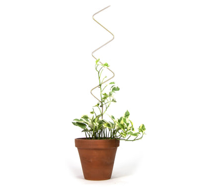 Golden Plant Stake - Zig Zag