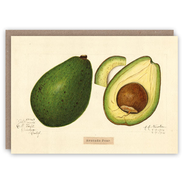Vintage Science Card - Avocado