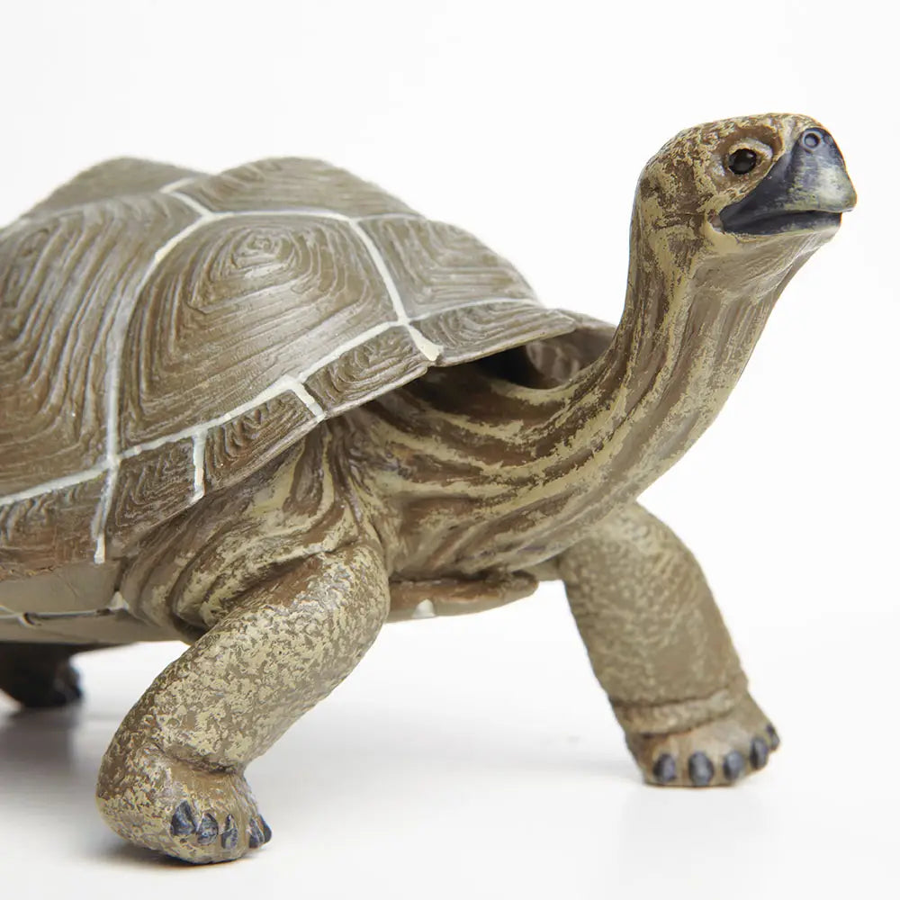 Giant Tortoise