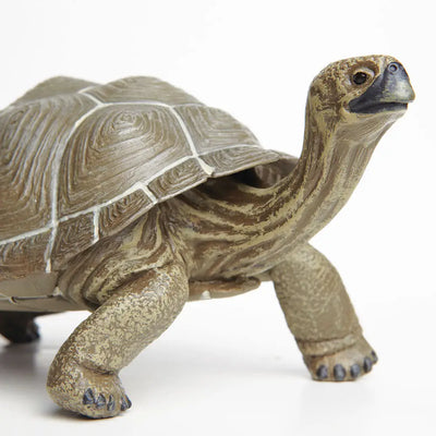 Giant Tortoise