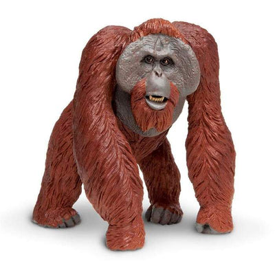 Giant Bornean Orangutan