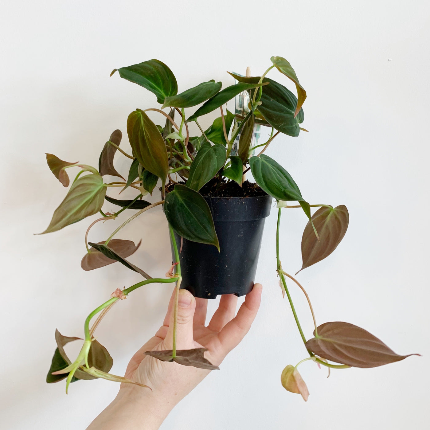 Philodendron Scandens 'Micans' - Heart Leaf Plant