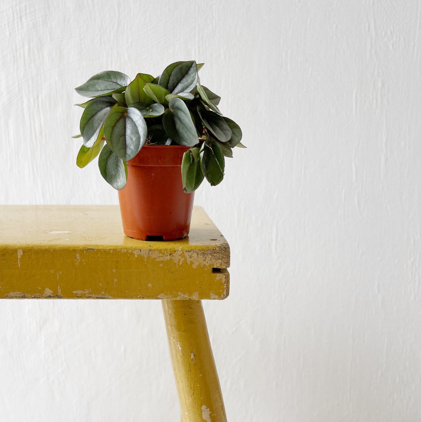 Mini Peperomia 'Milano'