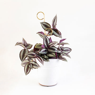 Mini Golden Plant Stake - Perch