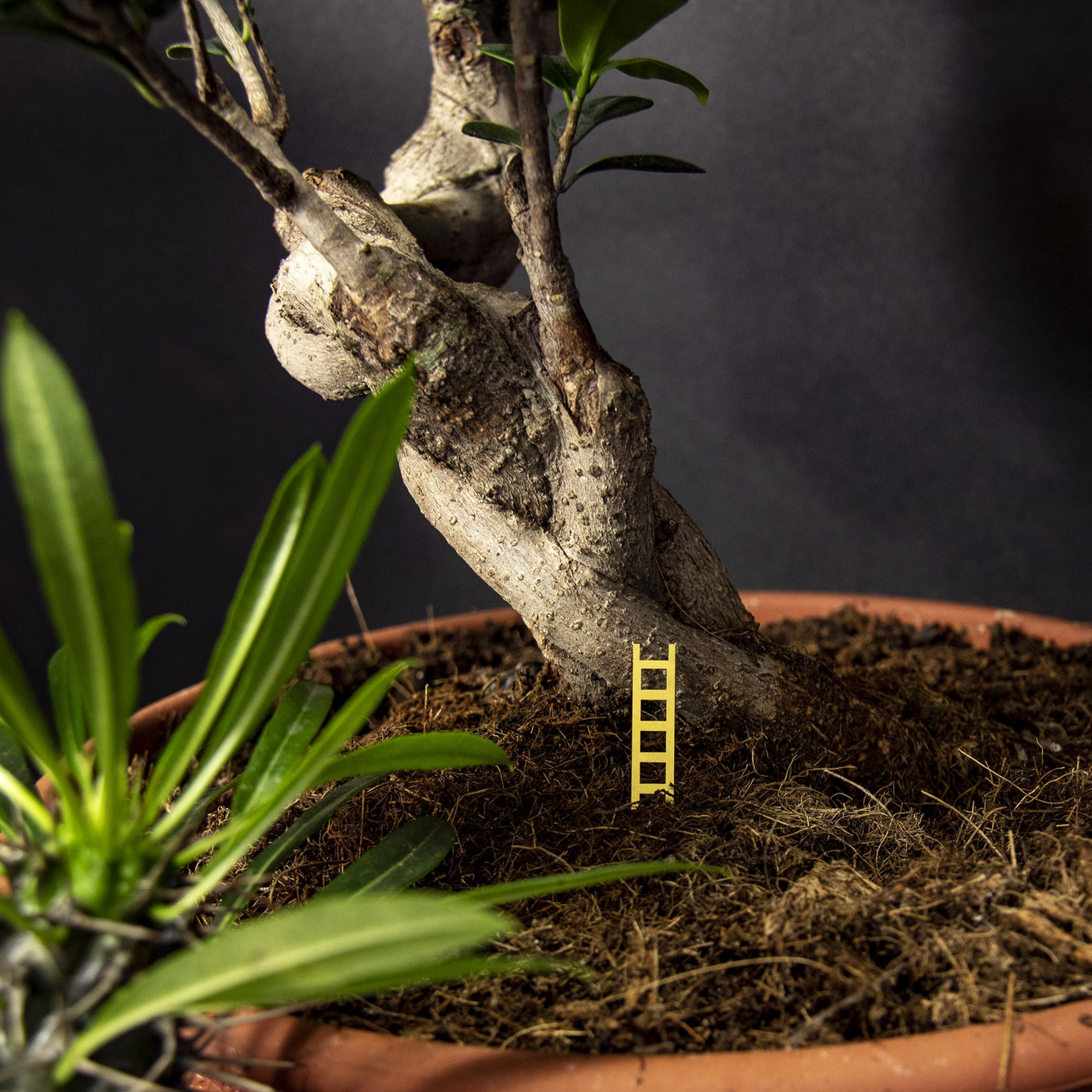 Tiny Birdhouse for Your Plants