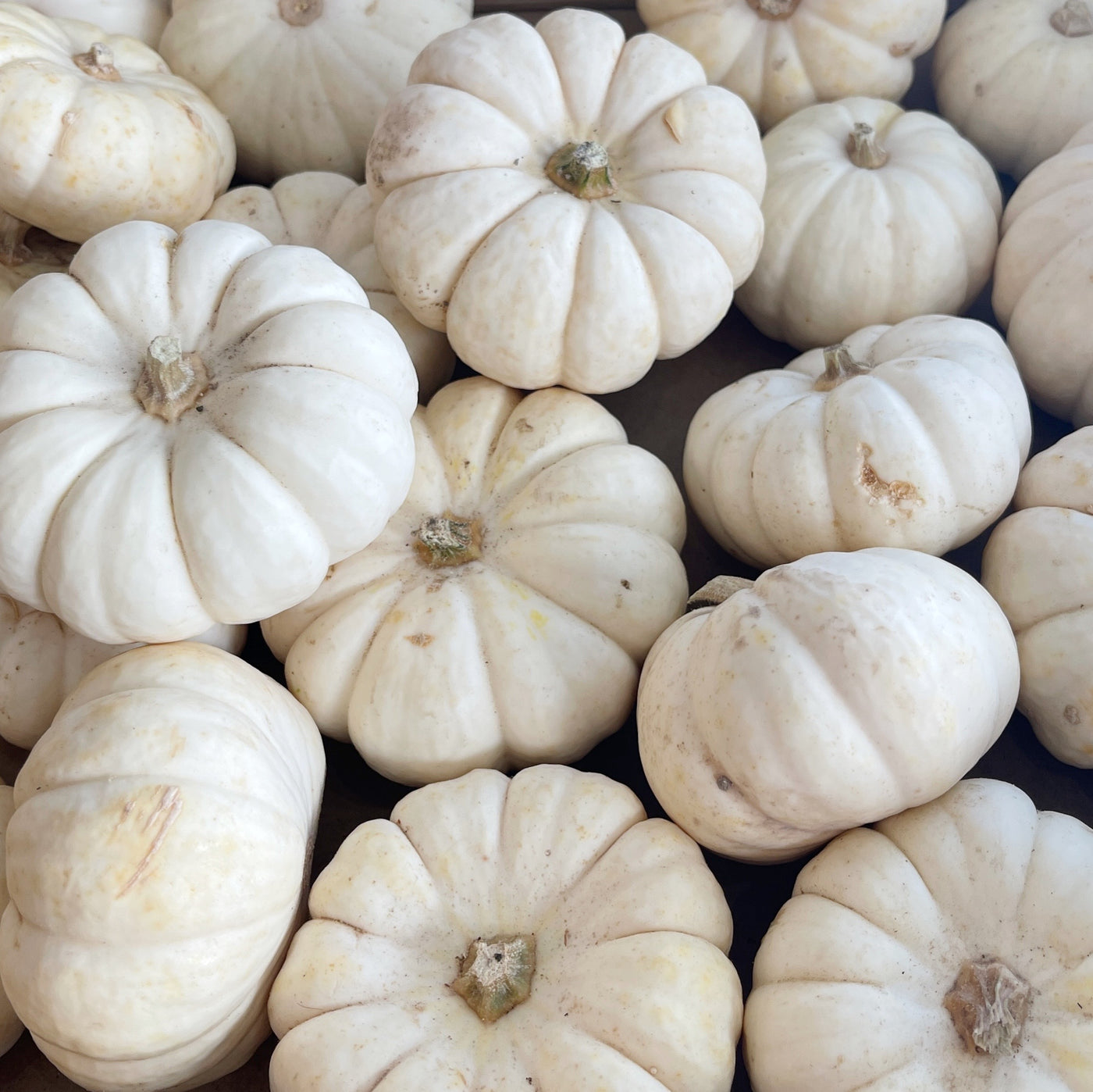 Baby Boo Small Ornamental Gourd