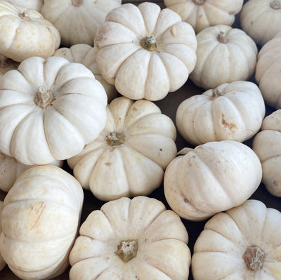 Baby Boo Small Ornamental Gourd